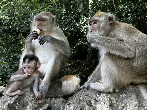 Affen beim fressen Affen beim fressen