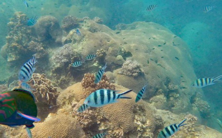 Unterwasseraufnahme Kho Pah Unterwasseraufnahme Kho Pah